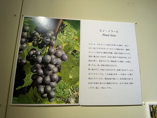 2023北海道20 (30).jpg - 2023日本旅遊