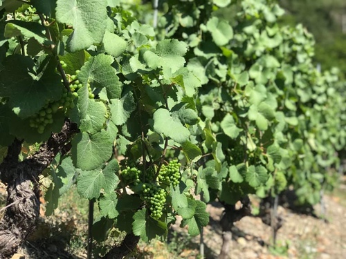 20190719歐洲最高葡萄園 (8).jpg - 2019醉飲法奧瑞