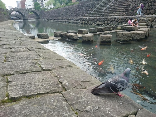 20160707眼鏡橋婆婆冰 (2).jpg - 2016慢遊九州