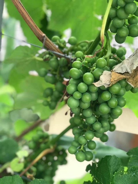 20190720瑞士手做酒莊 (6).jpg - 2019醉飲法奧瑞