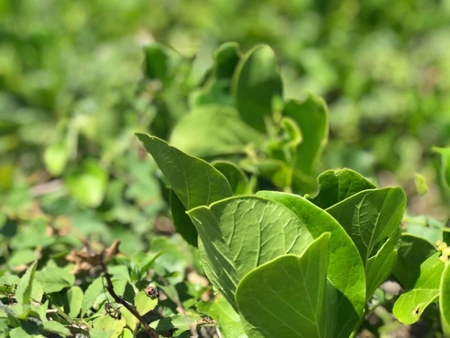 20200721一線天 (12).jpg - 2020-7卡蹓馬祖