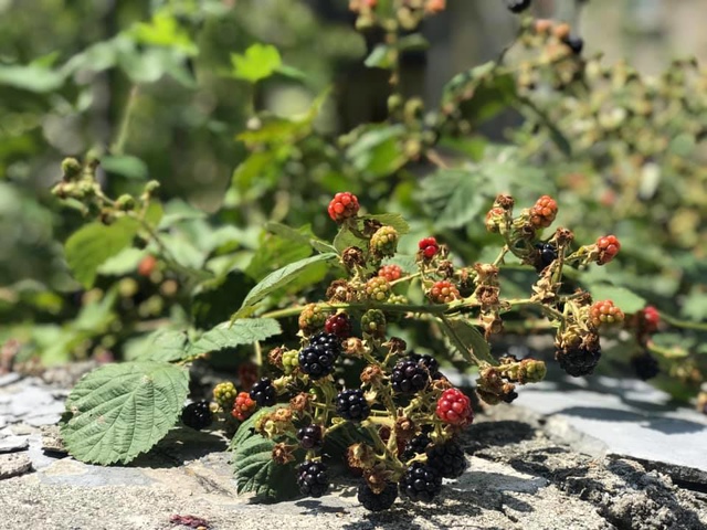 20190720瑞士手做酒莊 (33).jpg - 2019醉飲法奧瑞