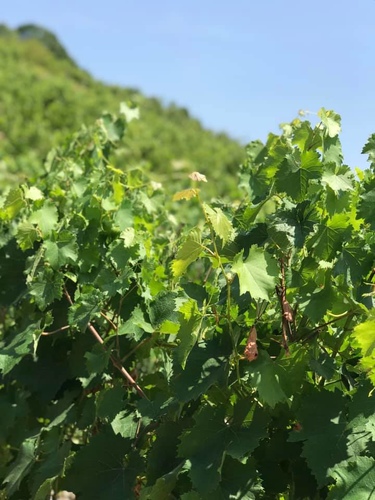 20190724李察吉爾酒莊 (18).jpg - 2019醉飲法奧瑞