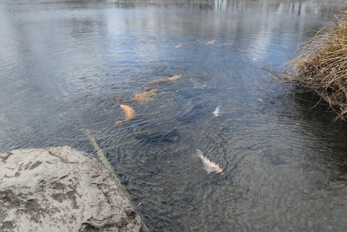 20170123金鱗湖由布院散策 (11).jpg - 2017北九州溫泉