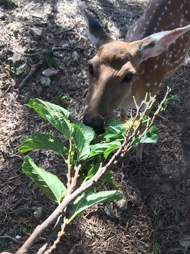 20200723大坵島 (12).jpg - 2020-7卡蹓馬祖