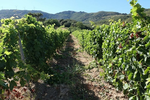 20170705雷神索爾酒莊 (20).jpg - 2017醉飲法義